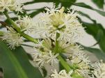 Dracaena